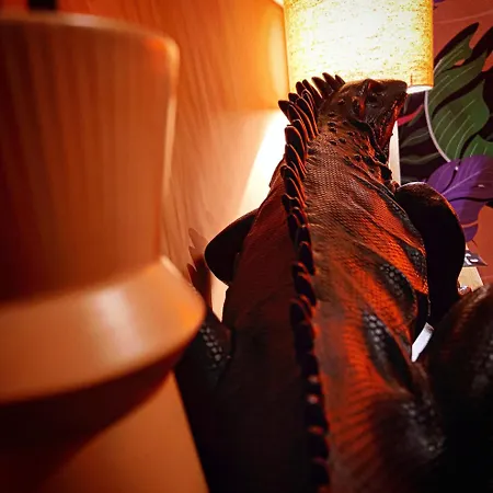 Suite Maison Tropical - Luxury Apartment Con Jacuzzi - Bari Centro アパート *